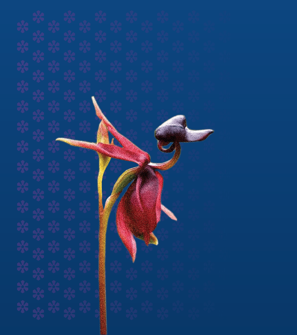 aiic-xaribulbul-kasko-sigorta-ile